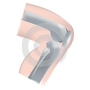 Bent knee. Bone structure of the leg.